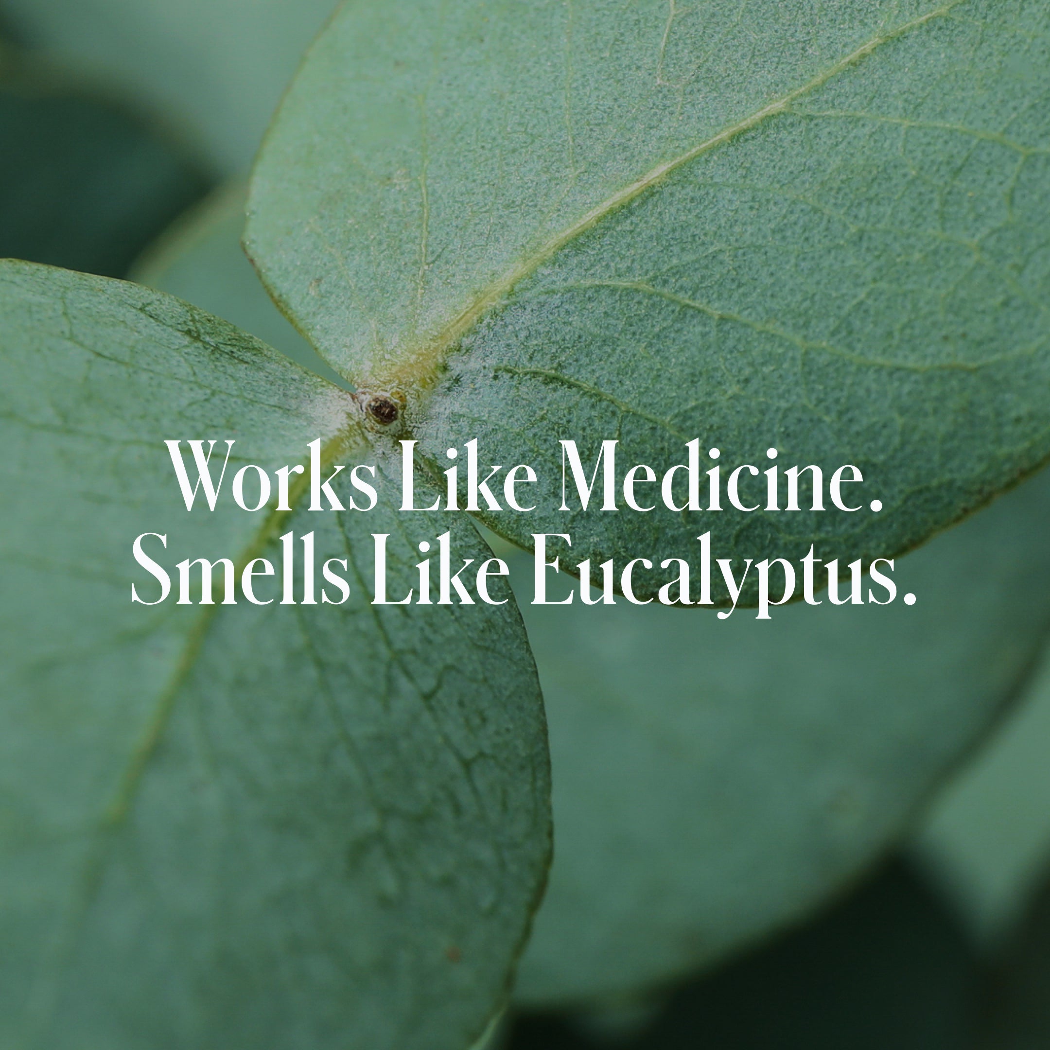 Close-up of eucalyptus leaves with the text 